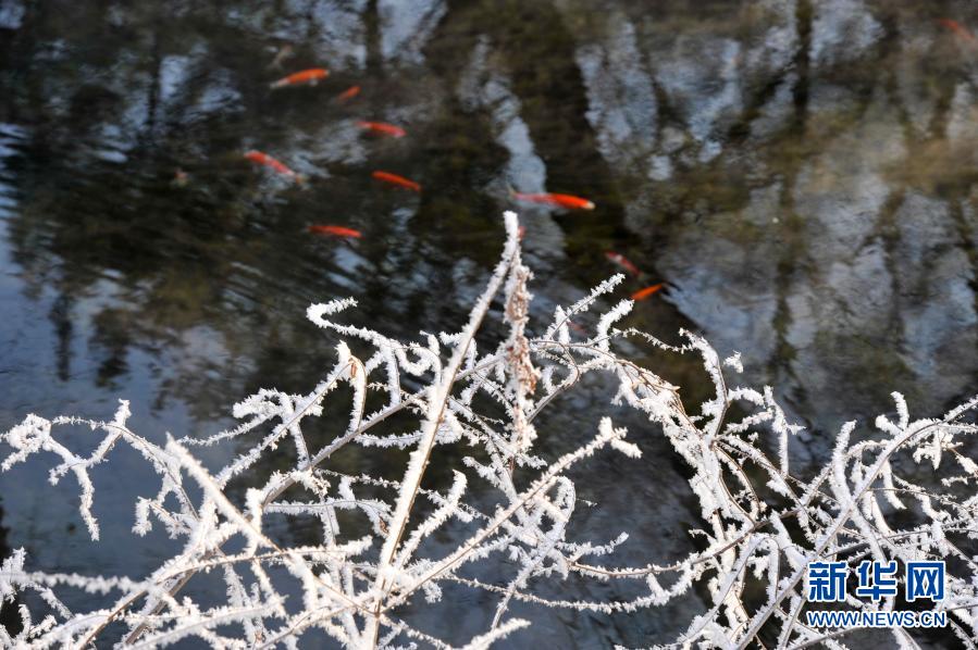 霧氷の美しさ際立つ避暑山荘　河北省承徳