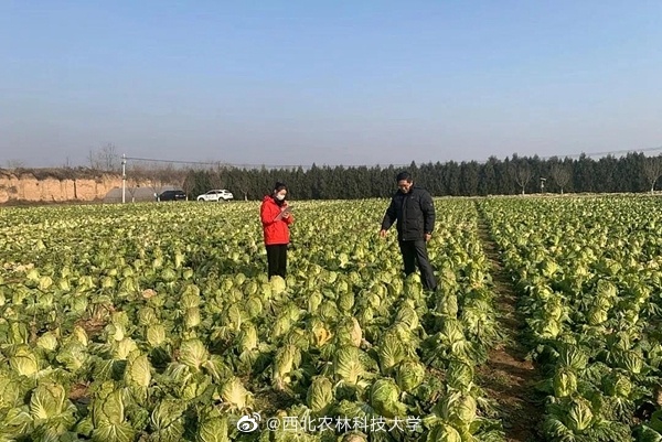カラフルな白菜が誕生、來年にも市民の食卓へ