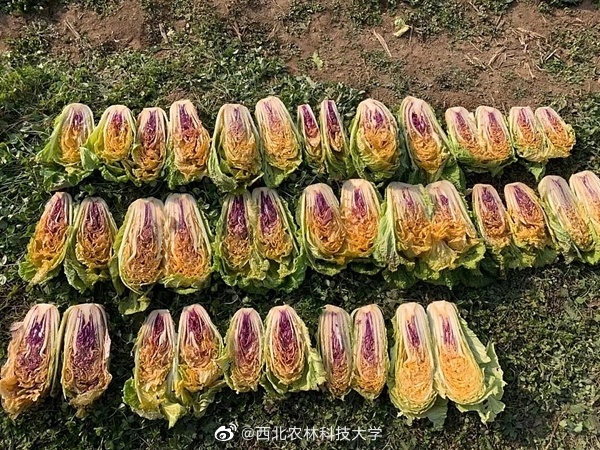 カラフルな白菜が誕生、來年にも市民の食卓へ