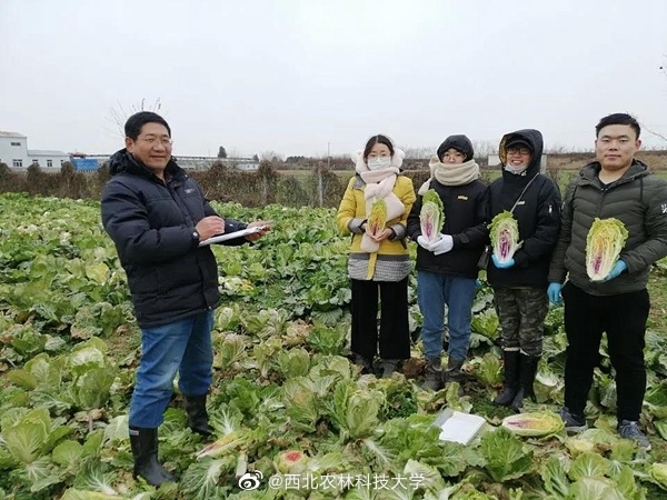 カラフルな白菜が誕生、來年にも市民の食卓へ