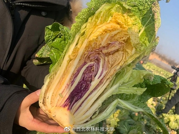 カラフルな白菜が誕生、來年にも市民の食卓へ