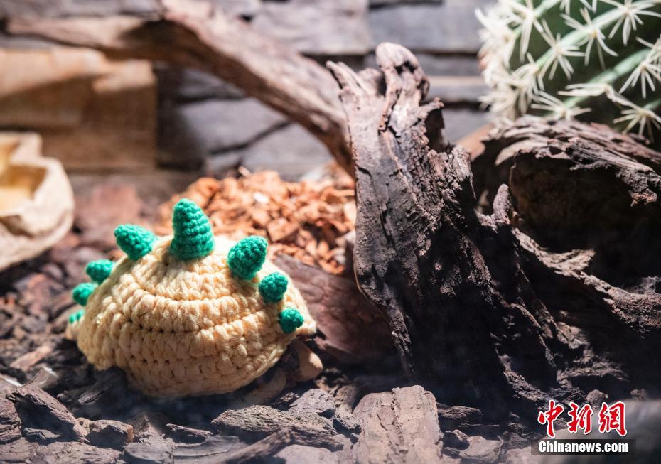 大魔王クッパ？防寒対策のセーター著た北京動(dòng)物園の子ガメが話題に