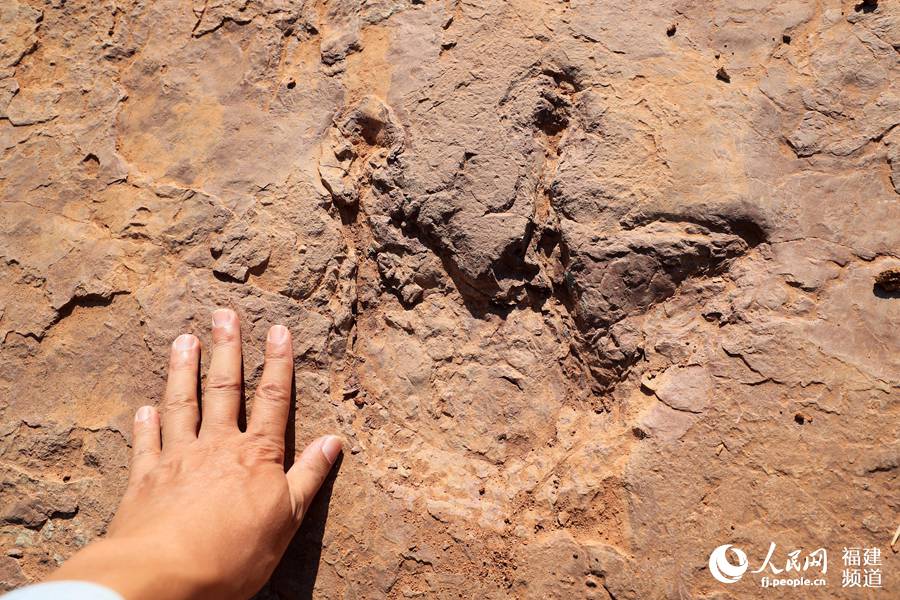福建省で初となる恐竜の活動(dòng)記録発見　足跡240個(gè)以上
