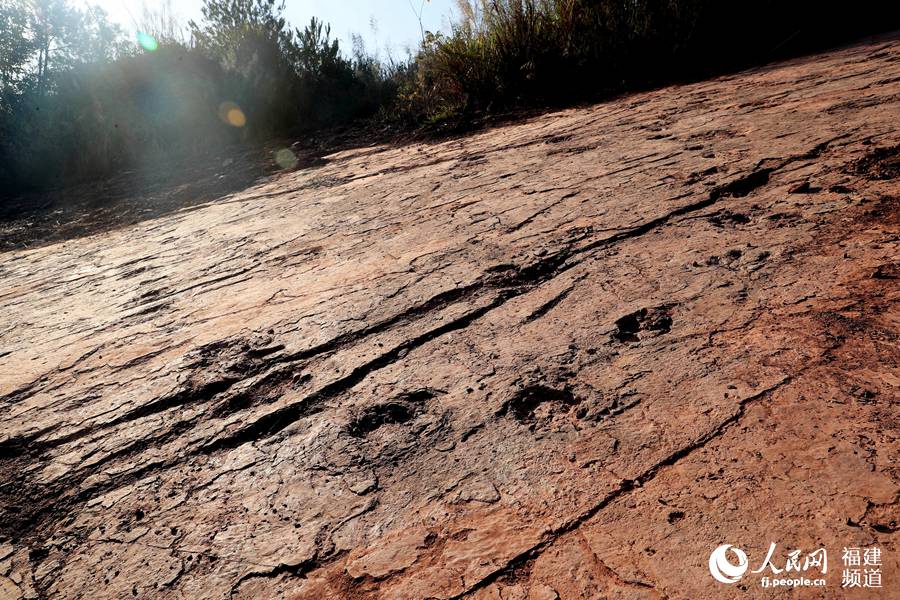 福建省で初となる恐竜の活動記録発見　足跡240個以上