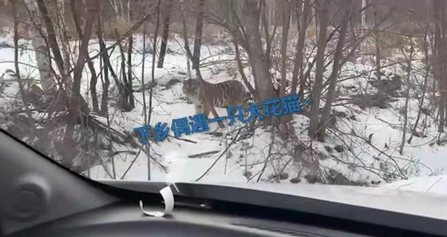 野生の巨大トラネコ？吉林省で車で走行中、アムールトラに遭遇した男性