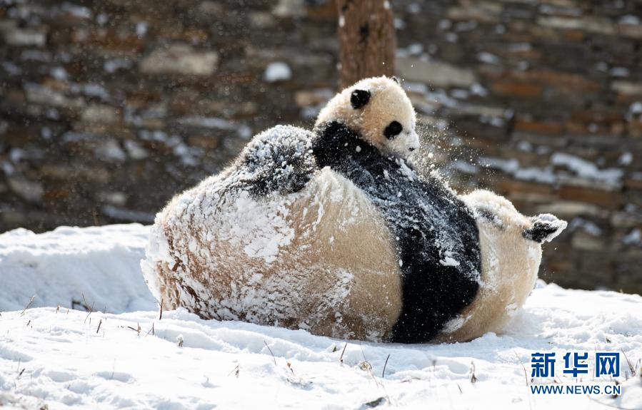 1月17日、赤ちゃんパンダと遊ぶ母親のチエンチエン（撮影?江宏景）。