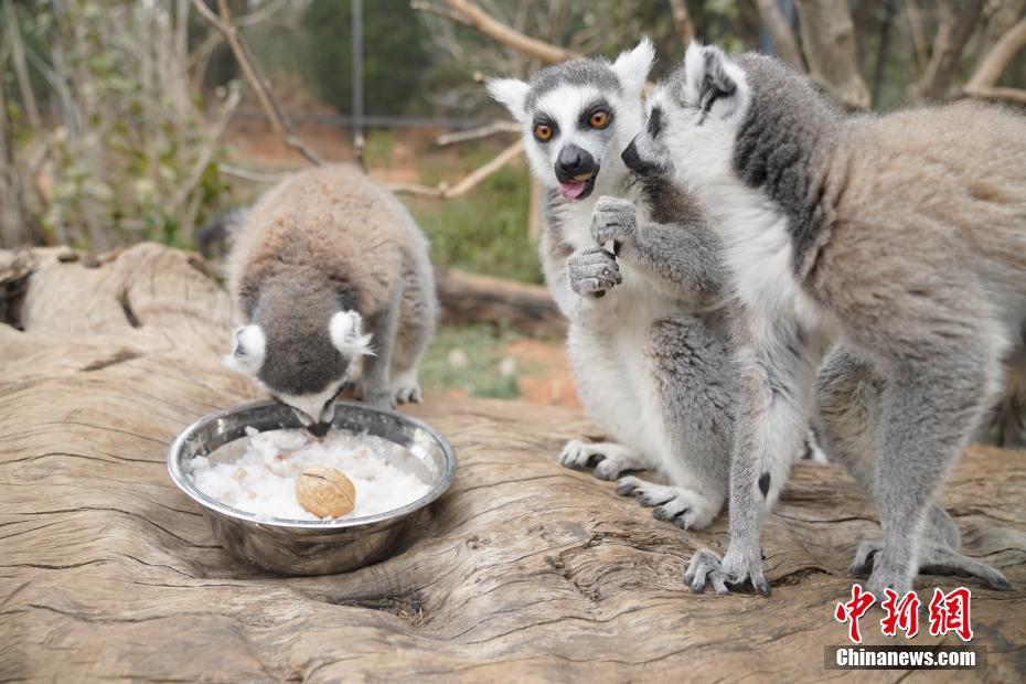 1月19日、雲(yún)南省昆明市の雲(yún)南野生動物園で、特製「臘八粥」を食べるワオキツネザル（撮影?劉冉陽）。