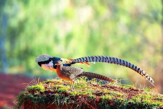 目の覚めるような美しい羽のギンケイが500羽以上を観測できる自然保護(hù)區(qū)　雲(yún)南省