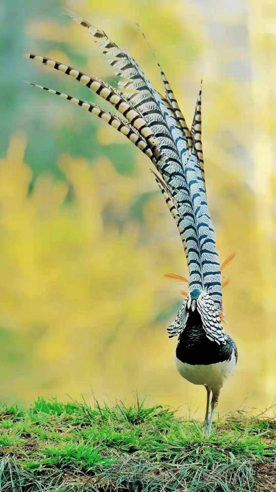 目の覚めるような美しい羽のギンケイが500羽以上を観測できる自然保護區(qū)　雲(yún)南省