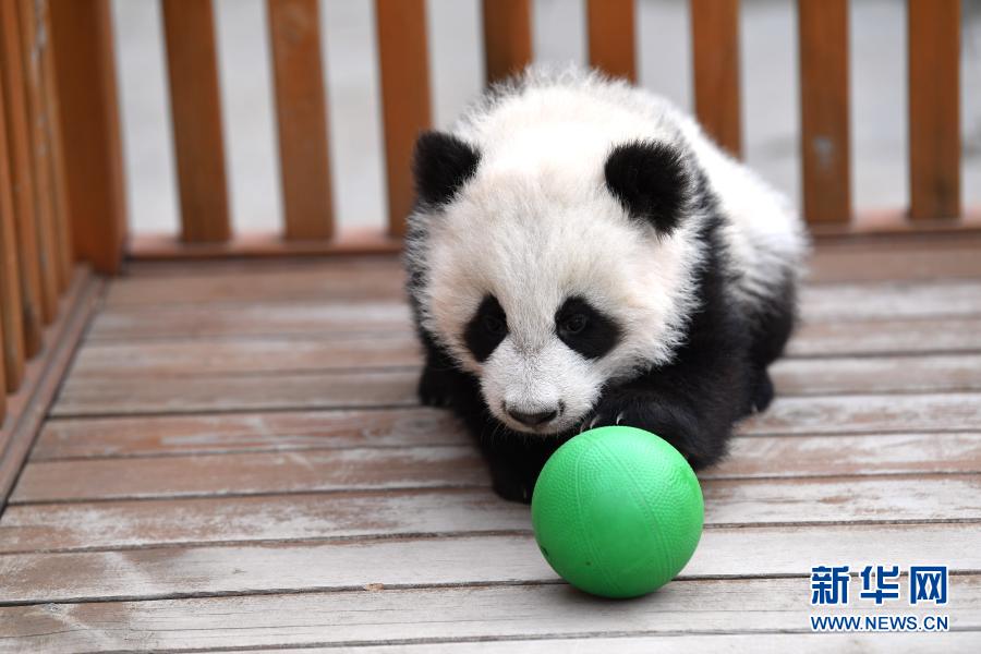 陝西?秦嶺のパンダの赤ちゃんがすくすく成長(zhǎng)