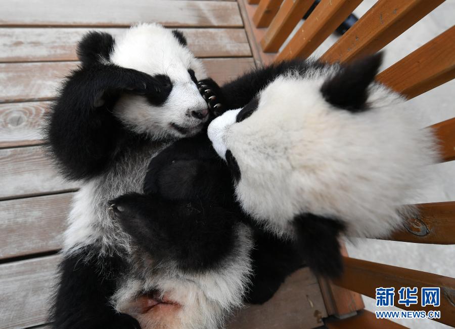 陝西?秦嶺のパンダの赤ちゃんがすくすく成長
