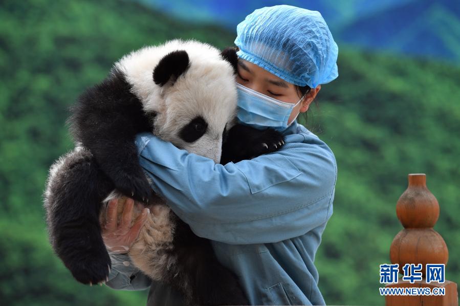 陝西?秦嶺のパンダの赤ちゃんがすくすく成長