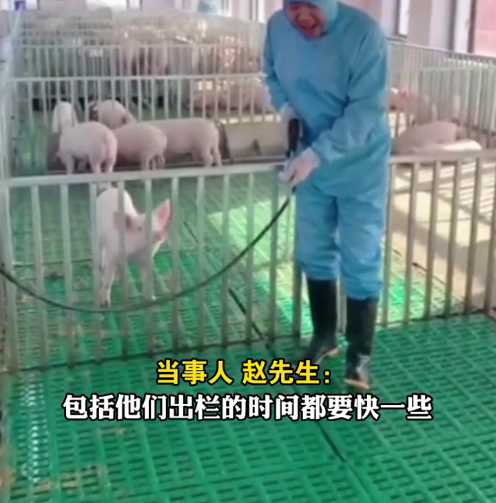 歌聲に思わずブタもウットリ？　黒竜江省