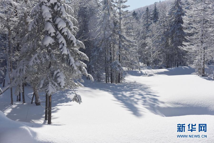 雪郷國家森林公園の美しい冬景色　黒竜江省