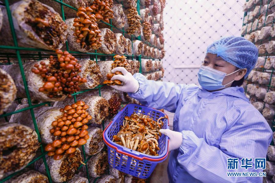 「スマートプレハブ」で食用きのこ産業(yè)の発展を後押し 河南省