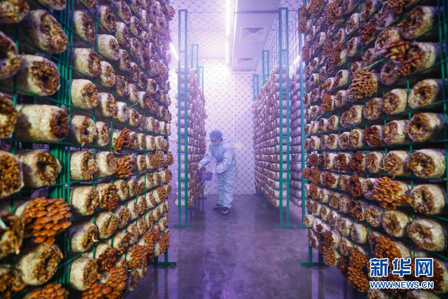 「スマートプレハブ」で食用きのこ産業(yè)の発展を後押し 河南省