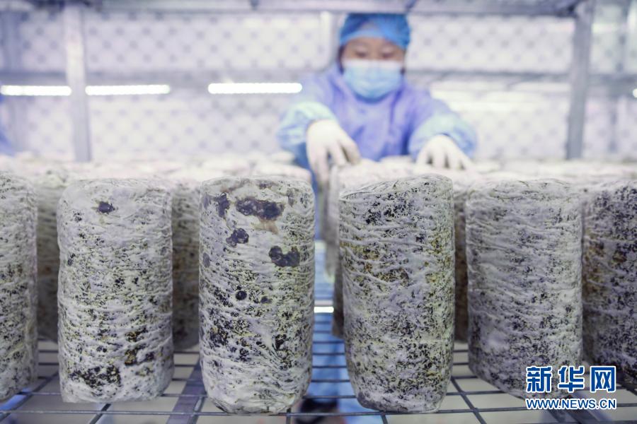 「スマートプレハブ」で食用きのこ産業(yè)の発展を後押し 河南省