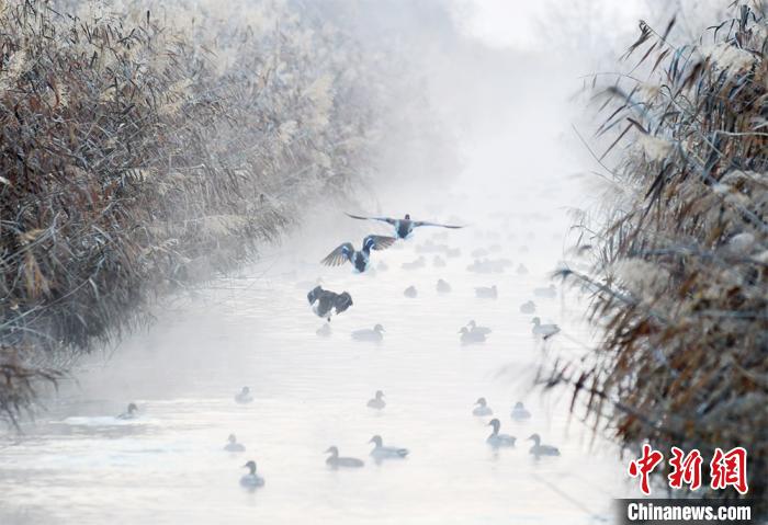 生態(tài)環(huán)境改善する新疆?アラル市に野生のカモ戻る