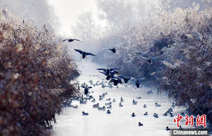 生態(tài)環(huán)境改善する新疆?アラル市に野生のカモ戻る