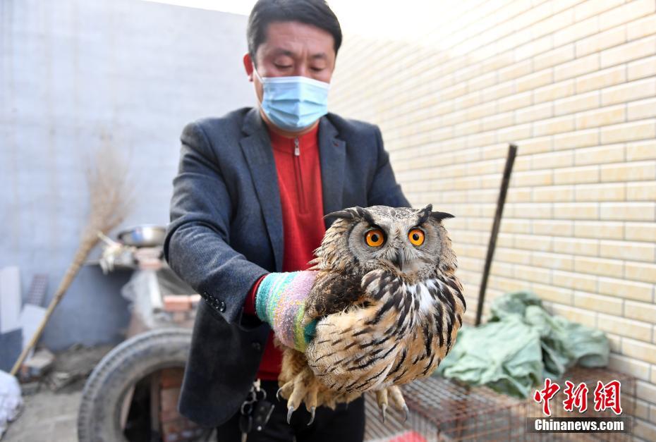 1月27日、治療のために保護(hù)したワシミミズクを保定市動物園野生動物救護(hù)センターに搬送する職員（撮影?韓氷）。 