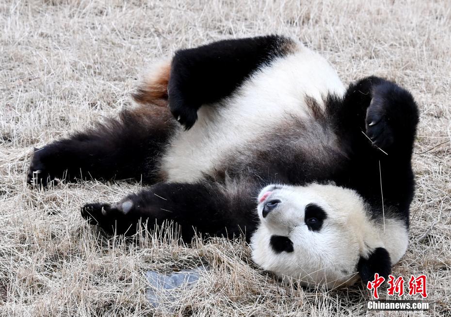 腕白なパンダ（撮影?安源）。