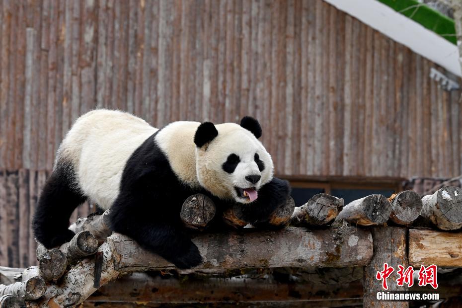 いつ見ても、どんな姿もカワイイパンダ！　四川省九寨溝パンダ園