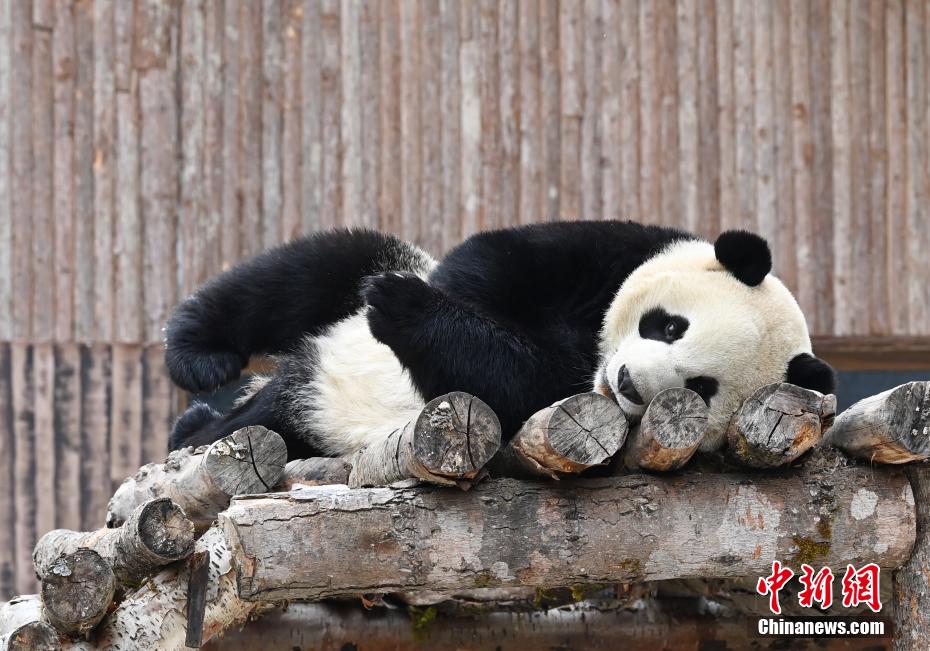 いつ見ても、どんな姿もカワイイパンダ！　四川省九寨溝パンダ園