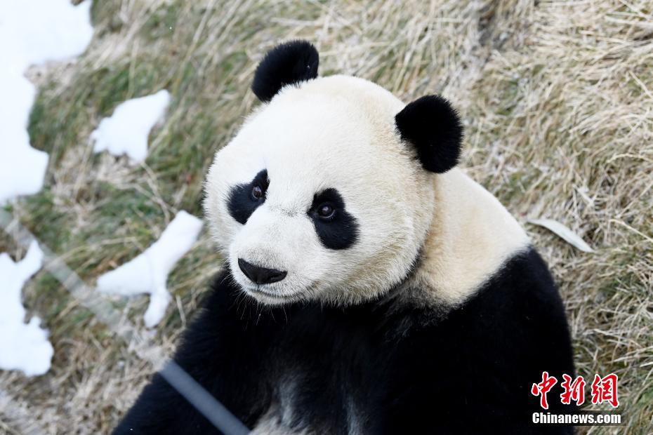 いつ見ても、どんな姿もカワイイパンダ！　四川省九寨溝パンダ園