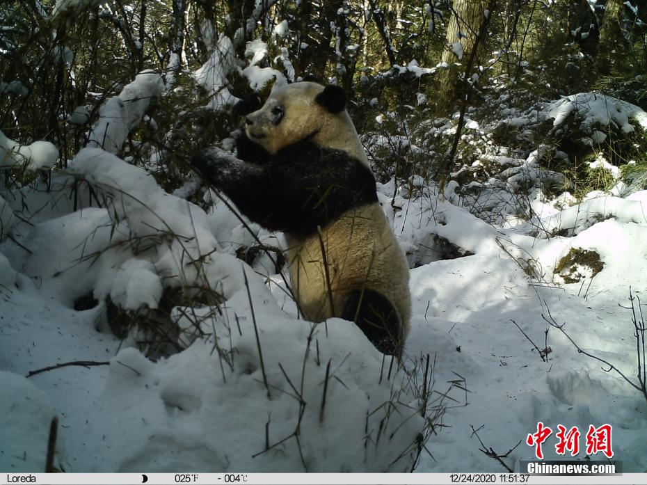 赤外線カメラに野生のパンダ捉えた畫像多數(shù)　四川勿角自然保護區(qū)
