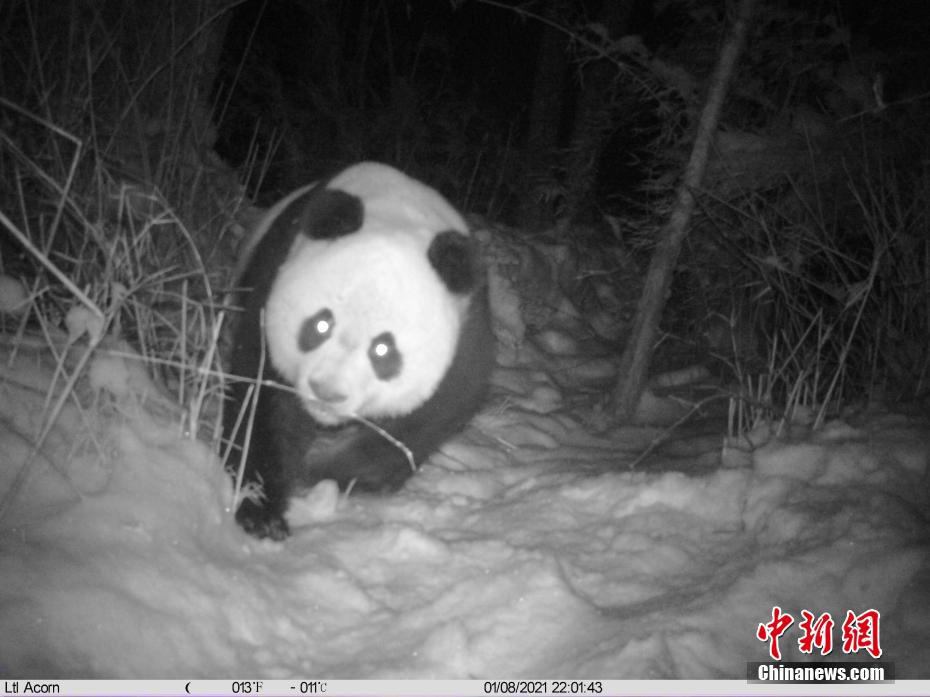 勿角自然保護(hù)區(qū)の赤外線監(jiān)視カメラがとらえた野生のジャイアントパンダの畫像（寫真は四川勿角自然保護(hù)區(qū)管理処が提供）。