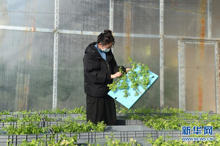 寧夏の固原市、魚(yú)と野菜が共存する農(nóng)業(yè)新モデルを模索