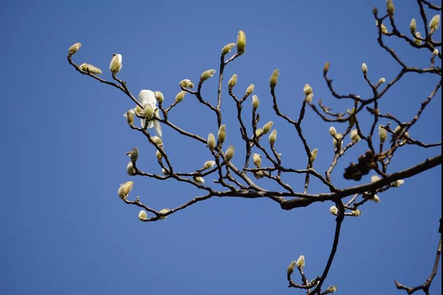 モクレン（寫真提供?グリーン上海公式アカウント）。