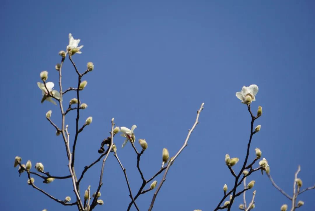 モクレンが観測史上最も早く開花　上海