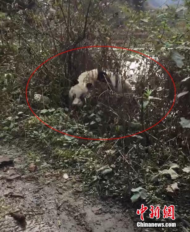 山を下り河を渡ってパンダが「春節(jié)の挨拶」に？　四川省