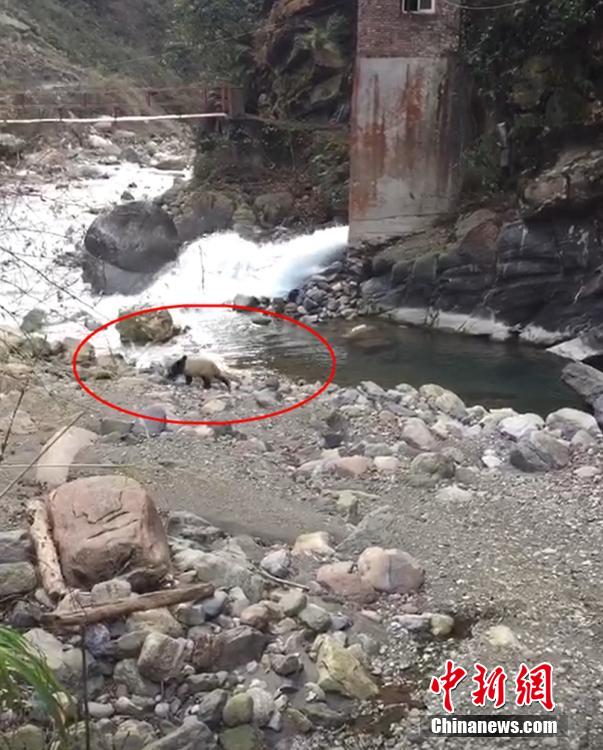 山を下り河を渡ってパンダが「春節(jié)の挨拶」に？　四川省