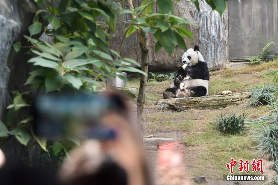 ジャイアントパンダ「安安（アンアン）」（撮影?李志華）。
