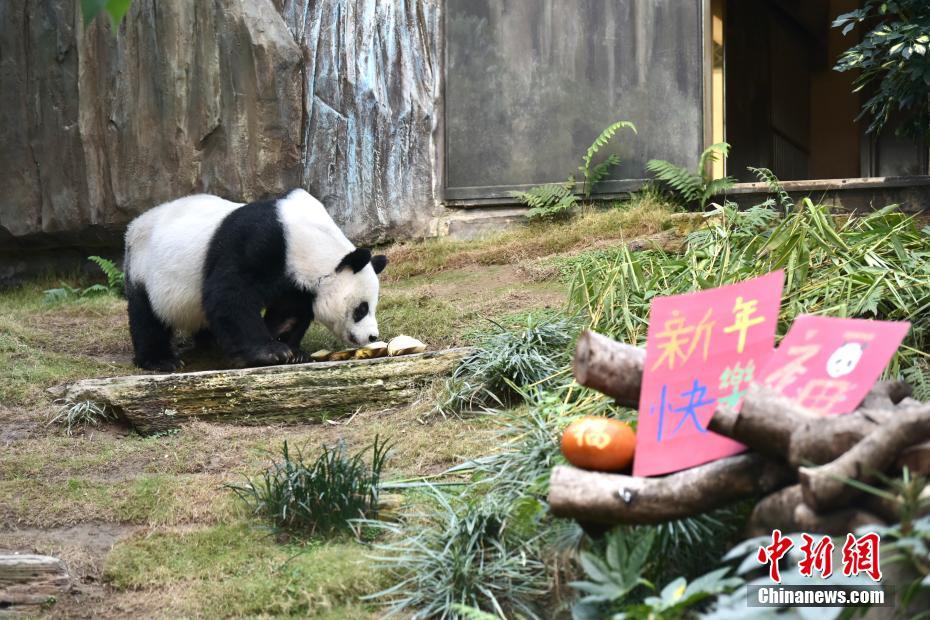 香港オーシャンパークが営業(yè)再開　パンダの「安安」が來園客をお出迎え