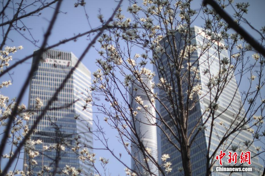 上海の市の花である「ハクモクレン」が開花