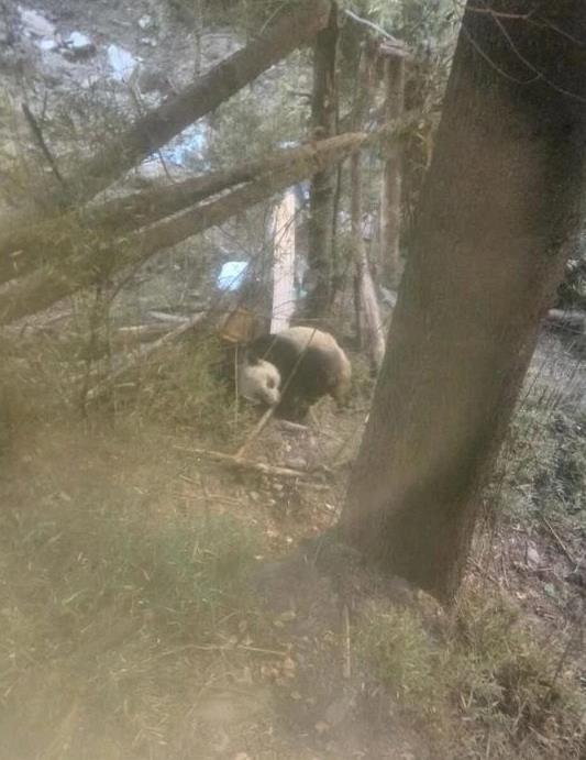 病気で動けなくなっていた野生のパンダを保護　四川