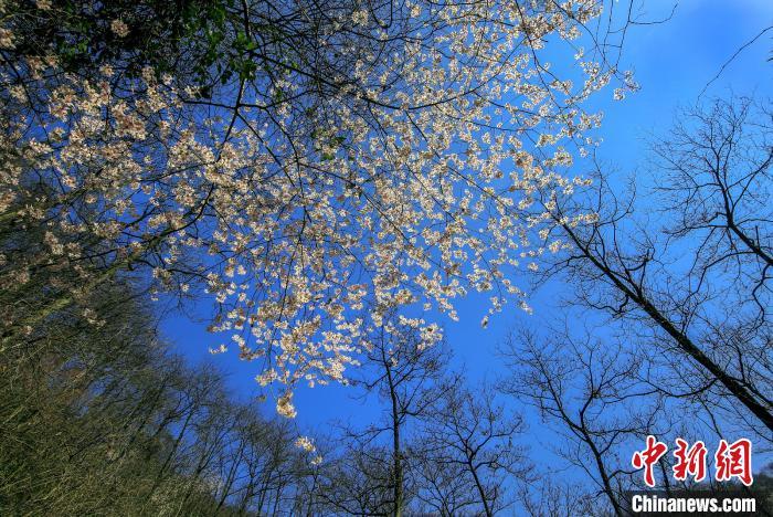 一面に広がる野生の桜（撮影?潘學(xué)康）。