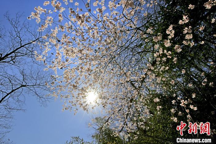 美しい春の景色広がる浙江省　野生の桜が満開に