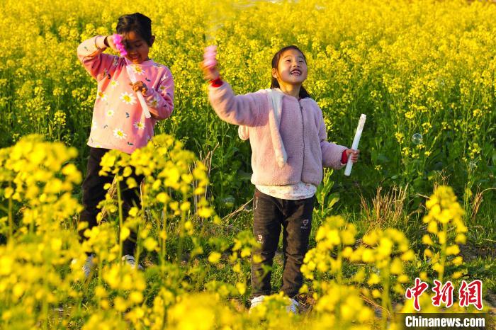 江西省內の菜の花畑が次々と満開に