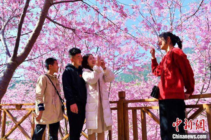 満開の桜を鑑賞する観光客（撮影?鄭宗棲）。