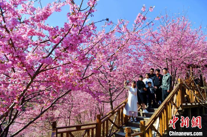春爛漫！一面に広がる桜色の世界　福建省大田