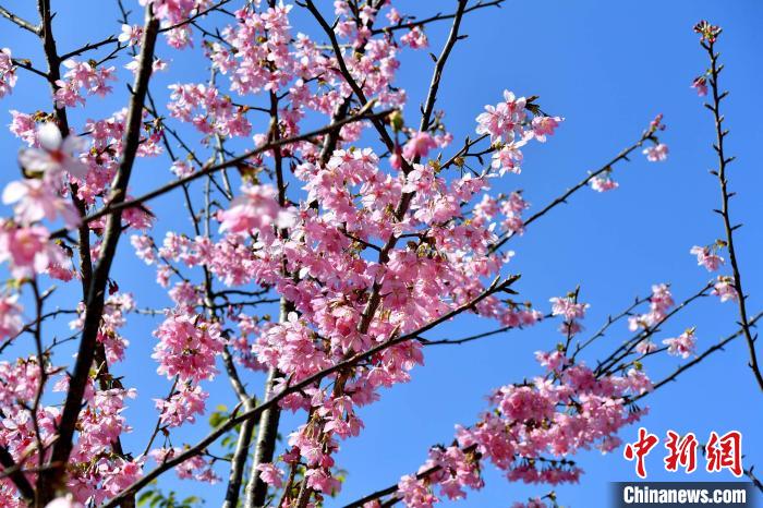 春爛漫！一面に広がる桜色の世界　福建省大田