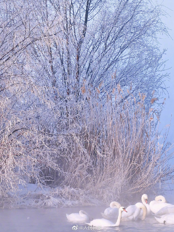 まるで童話(huà)の世界のように美しい「白鳥(niǎo)の湖」　新疆
