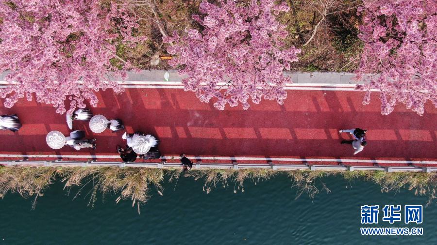 桜咲き亂れ、春爛漫の貴州省錦屏県