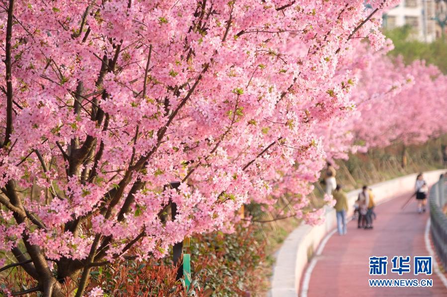 桜咲き亂れ、春爛漫の貴州省錦屏県