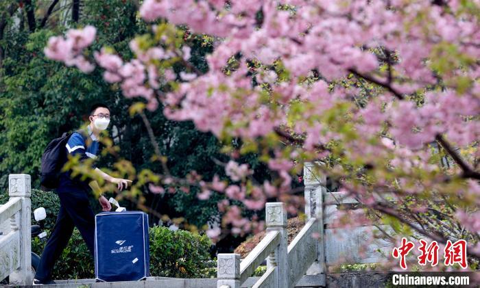 早咲きの桜が開花した武漢大學(xué)に學(xué)生戻る　湖北省