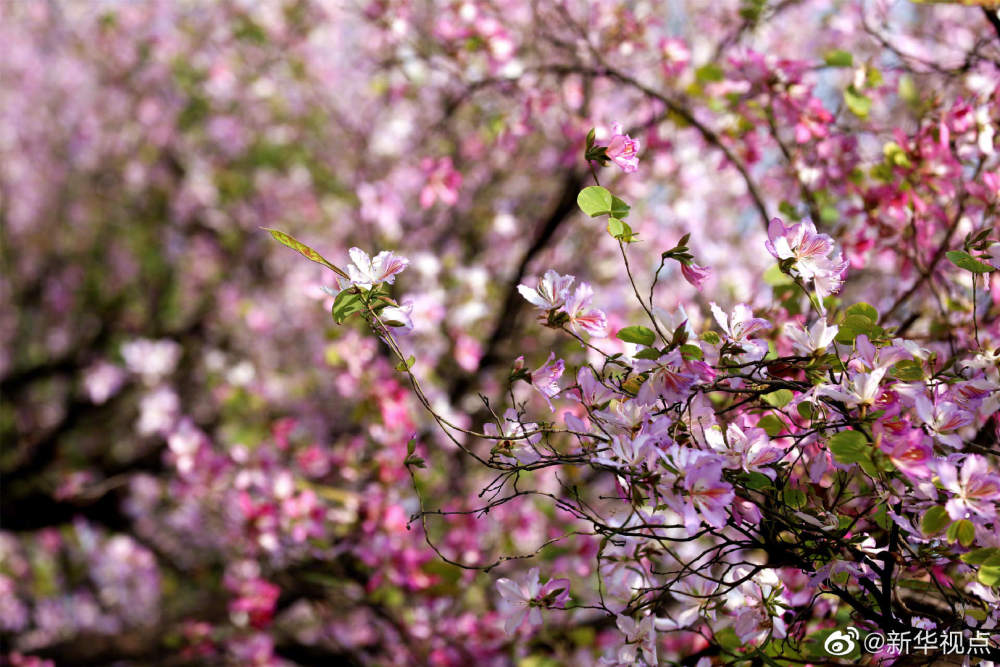 満開(kāi)を迎えた広州のバウヒニア、まさに春?爛?漫！　広東省